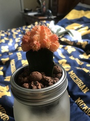 Gymnocalycium