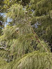 Cedrus deodara