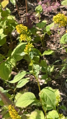 Solidago flexicaulis