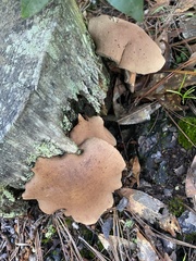 Auricularia cornea