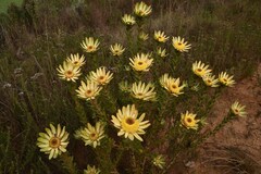 Leucadendron elimense elimense