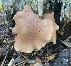 Auricularia cornea