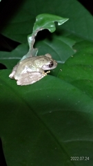 Kurixalus eiffingeri