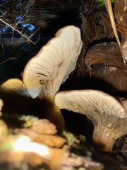 Auricularia cornea