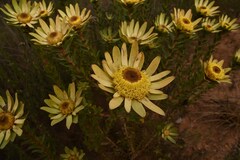 Leucadendron elimense elimense