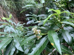 Photinia niitakayamensis