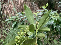 Photinia niitakayamensis