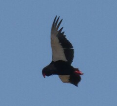 Terathopius ecaudatus