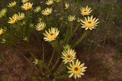 Leucadendron elimense elimense