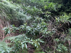Photinia niitakayamensis
