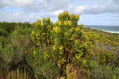 Leucadendron laureolum