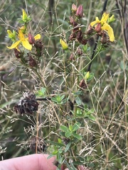 Hypericum perforatum