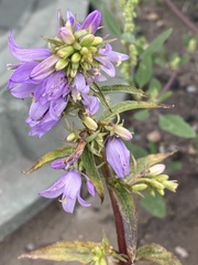 Campanula rapunculoides