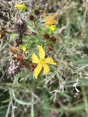 Hypericum perforatum