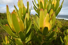 Leucadendron laureolum