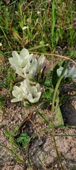 Babiana nervosa