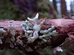 Hypogymnia enteromorpha