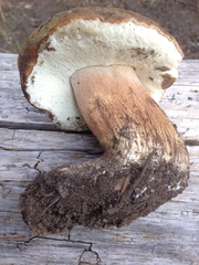 Boletus fibrillosus