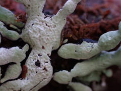 Hypogymnia enteromorpha