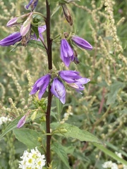 Campanula rapunculoides