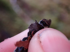 Hypogymnia enteromorpha