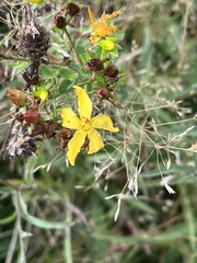 Hypericum perforatum