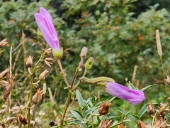 Penstemon lyallii