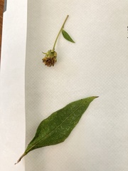 Helianthus microcephalus