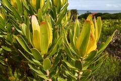 Leucadendron laureolum
