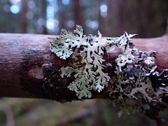 Hypogymnia physodes