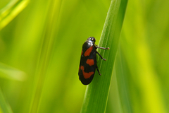 Cercopis vulnerata