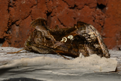 Chrysodeixis includens