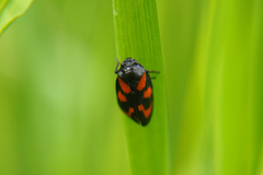 Cercopis vulnerata