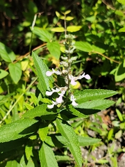 Teucrium canadense