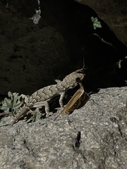 Mediodactylus kotschyi