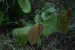 Magnoliopsida