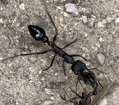 Myrmecia pyriformis