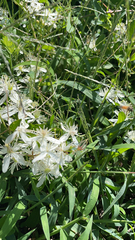 Clematis drummondii
