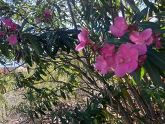Nerium oleander