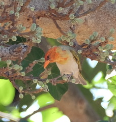 Anaplectes rubriceps