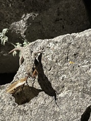 Mediodactylus kotschyi