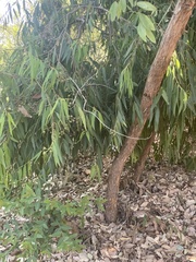 Myrtoideae