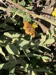 Boloria bellona