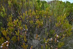 Leucadendron linifolium