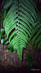 Microlepia strigosa