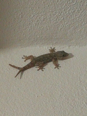 Tarentola mauritanica mauritanica