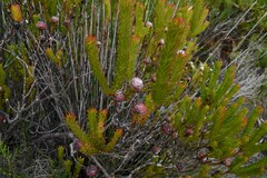 Leucadendron linifolium
