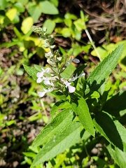 Teucrium canadense