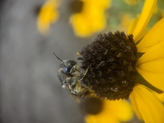 Colletes simulans armatus