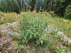 Penstemon lyallii